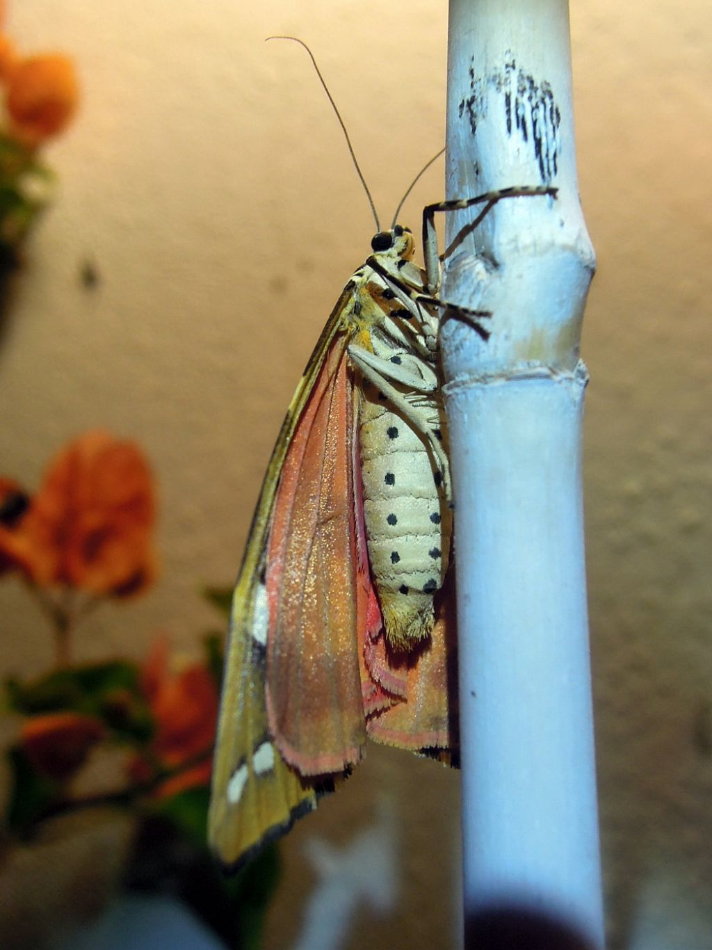 Euplagia quadripunctaria (Erebidae)